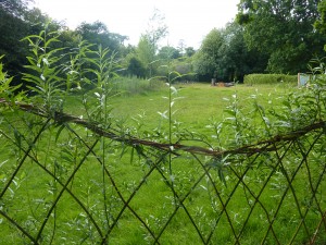 living willow fence 2