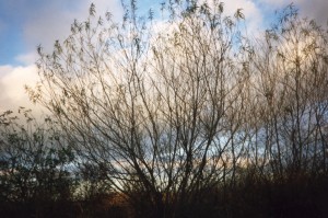 willows.jpg